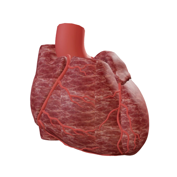 Heart: source anatomy and tissue appearance
