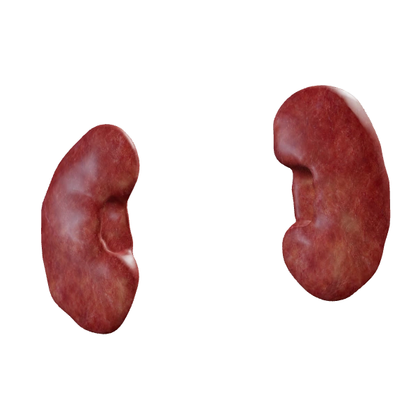 Kidneys: source anatomy and tissue appearance