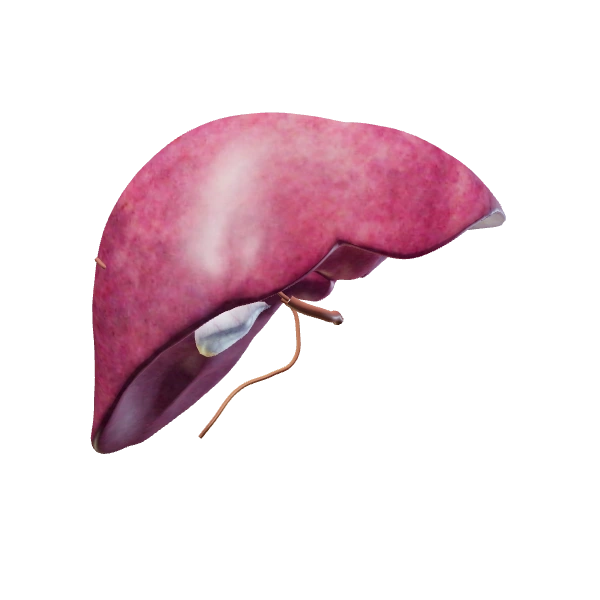 Liver & biliary anatomy: source anatomy and tissue appearance