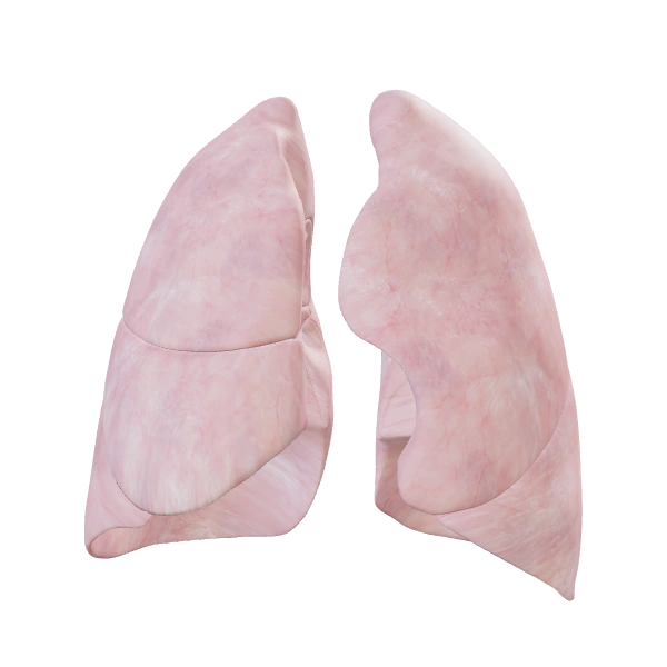 Lungs: source anatomy and tissue appearance