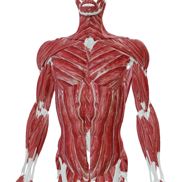 Muscles & tendons: source anatomy and tissue appearance