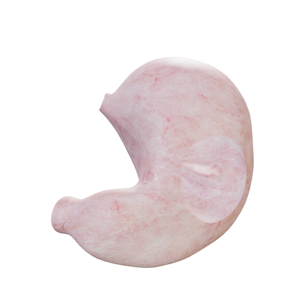 Stomach: source anatomy and tissue appearance