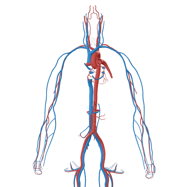 Arteries & veins: source anatomy and tissue appearance